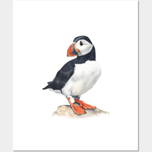 Puffin bird art. Posters and Art